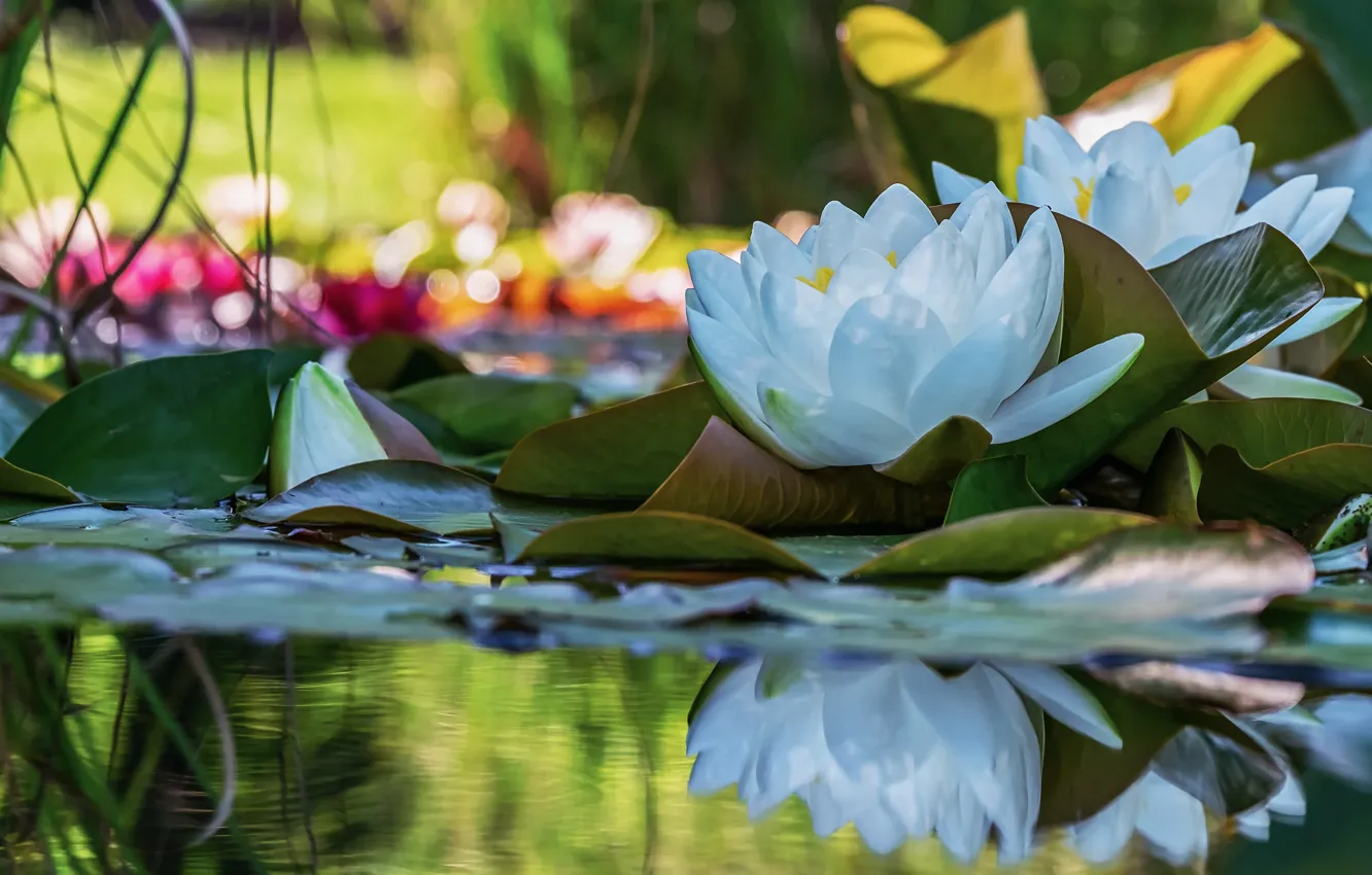 Photo wallpaper leaves, water, light, flowers, lake, pond, reflection, two