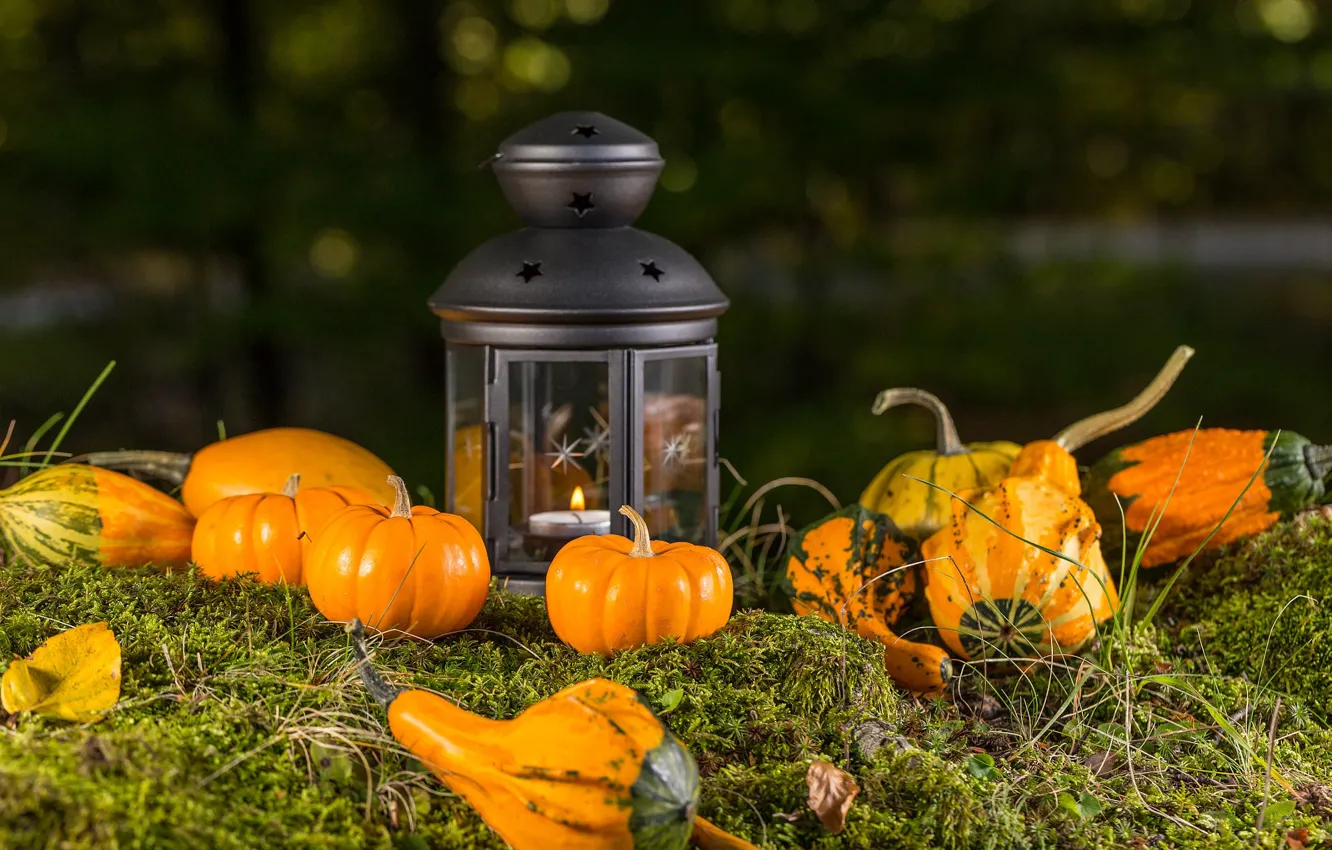 Photo wallpaper moss, candles, harvest, lights, pumpkin