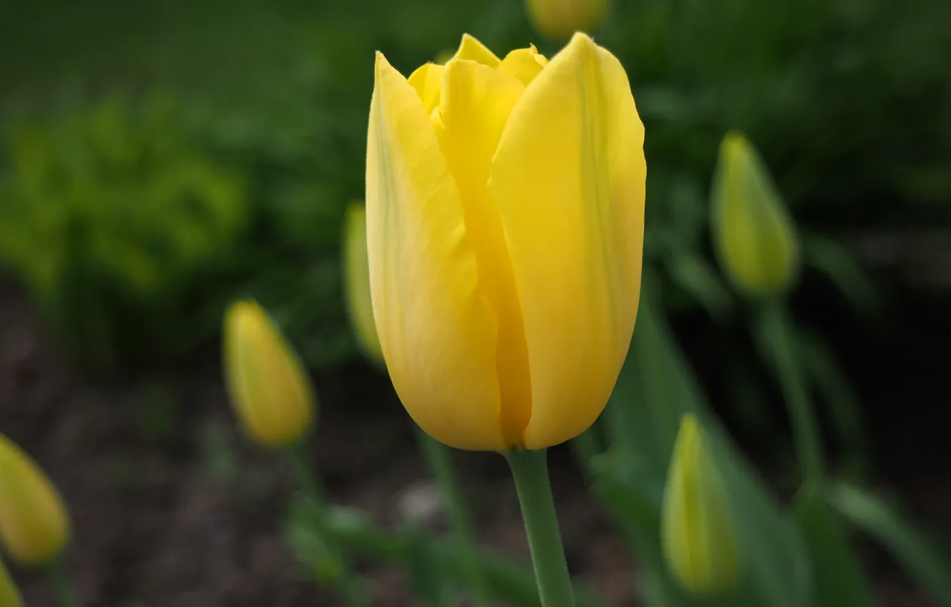 Photo wallpaper yellow, Tulip, yellow, tulip