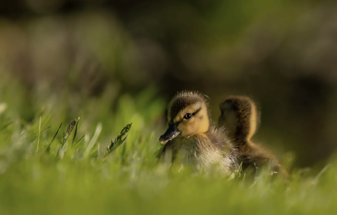 Photo wallpaper bird, two, duck, baby, a couple, duck, Chicks, pond