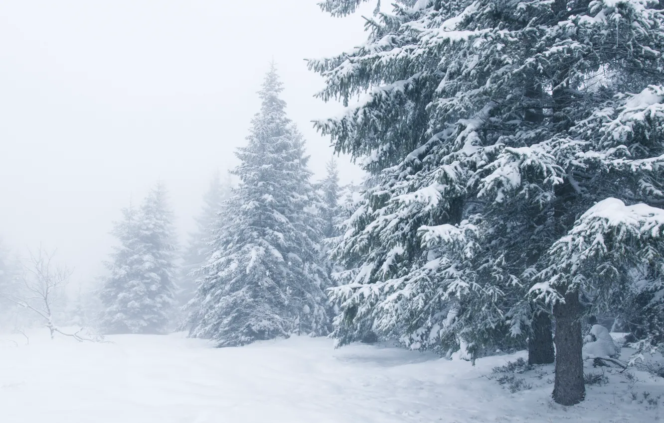 Photo wallpaper winter, snow, trees, landscape, winter, tree, landscape, nature