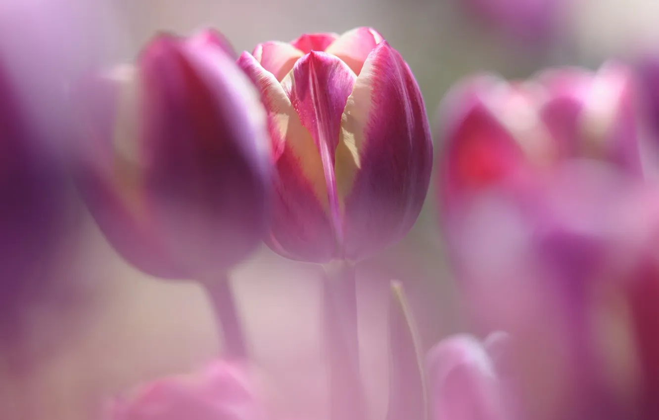 Photo wallpaper flowers, nature, tulips