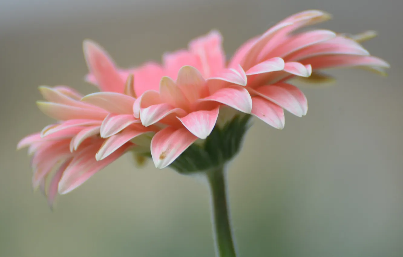 Photo wallpaper flowers, plant, petals, gerbera