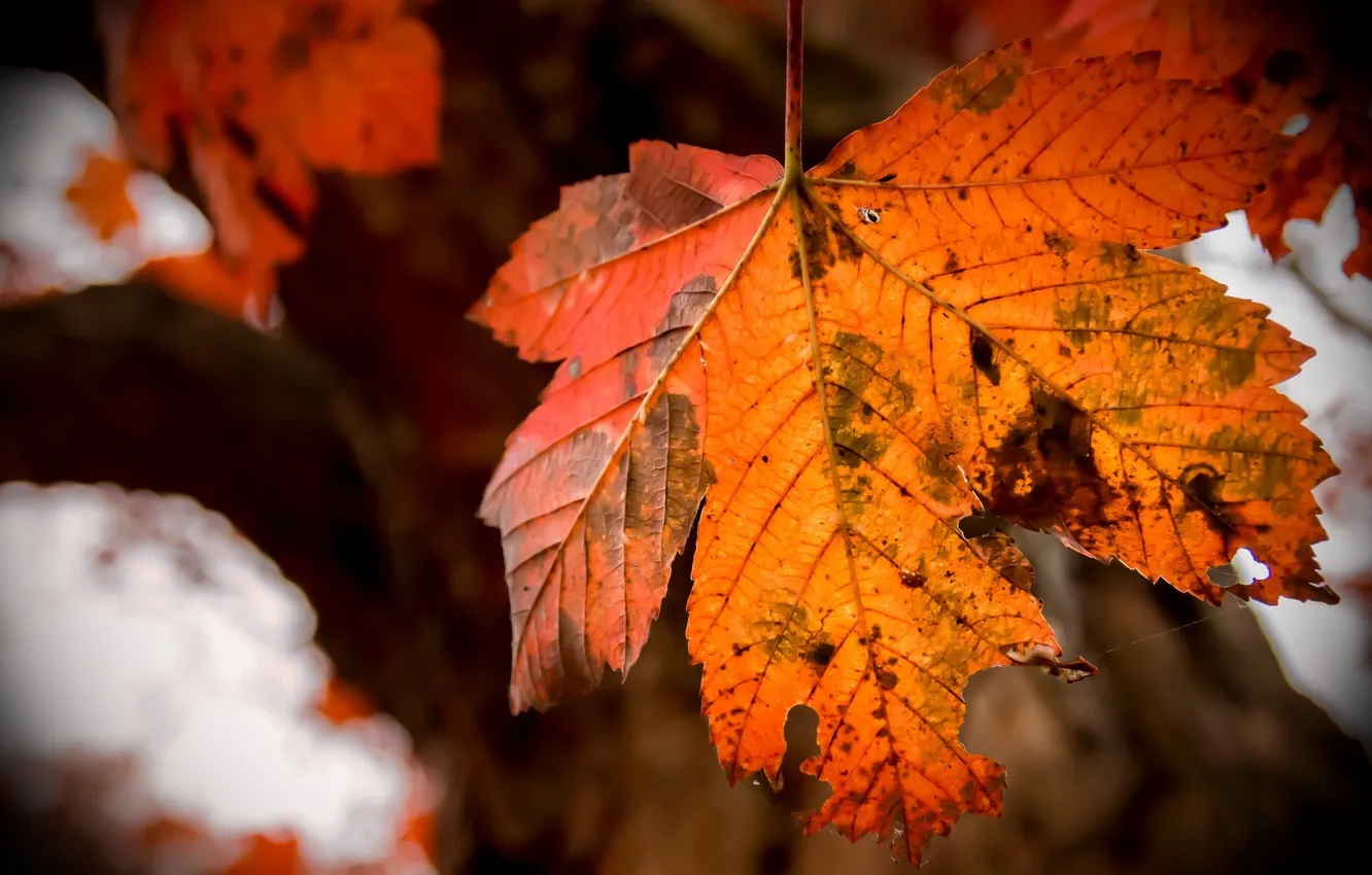 Photo wallpaper autumn, leaves, nature, background, color