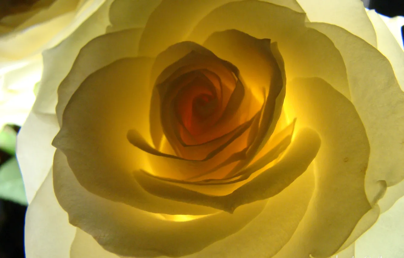 Photo wallpaper flower, rose, backlight, Akela White