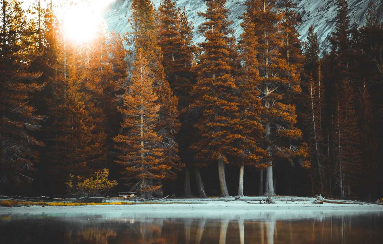 Photo wallpaper water, trees, shore, thicket, pond