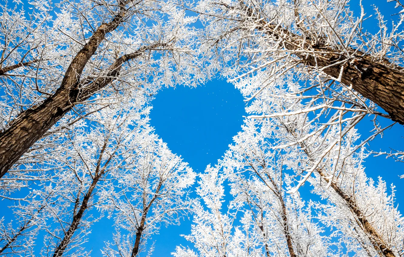 Photo wallpaper winter, the sky, snow, trees, branches, nature, heart, heart