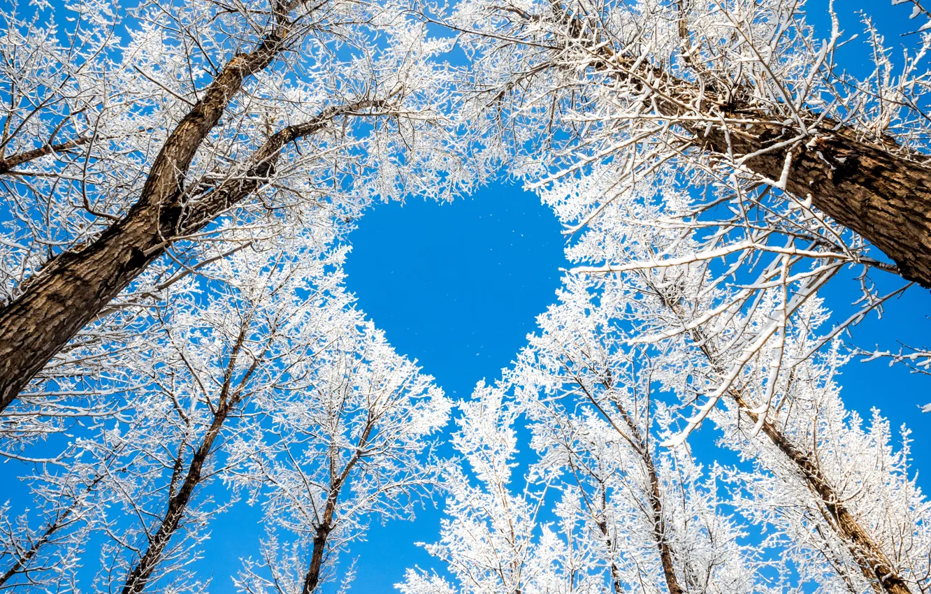 Photo wallpaper winter, the sky, snow, trees, branches, nature, heart, hearts