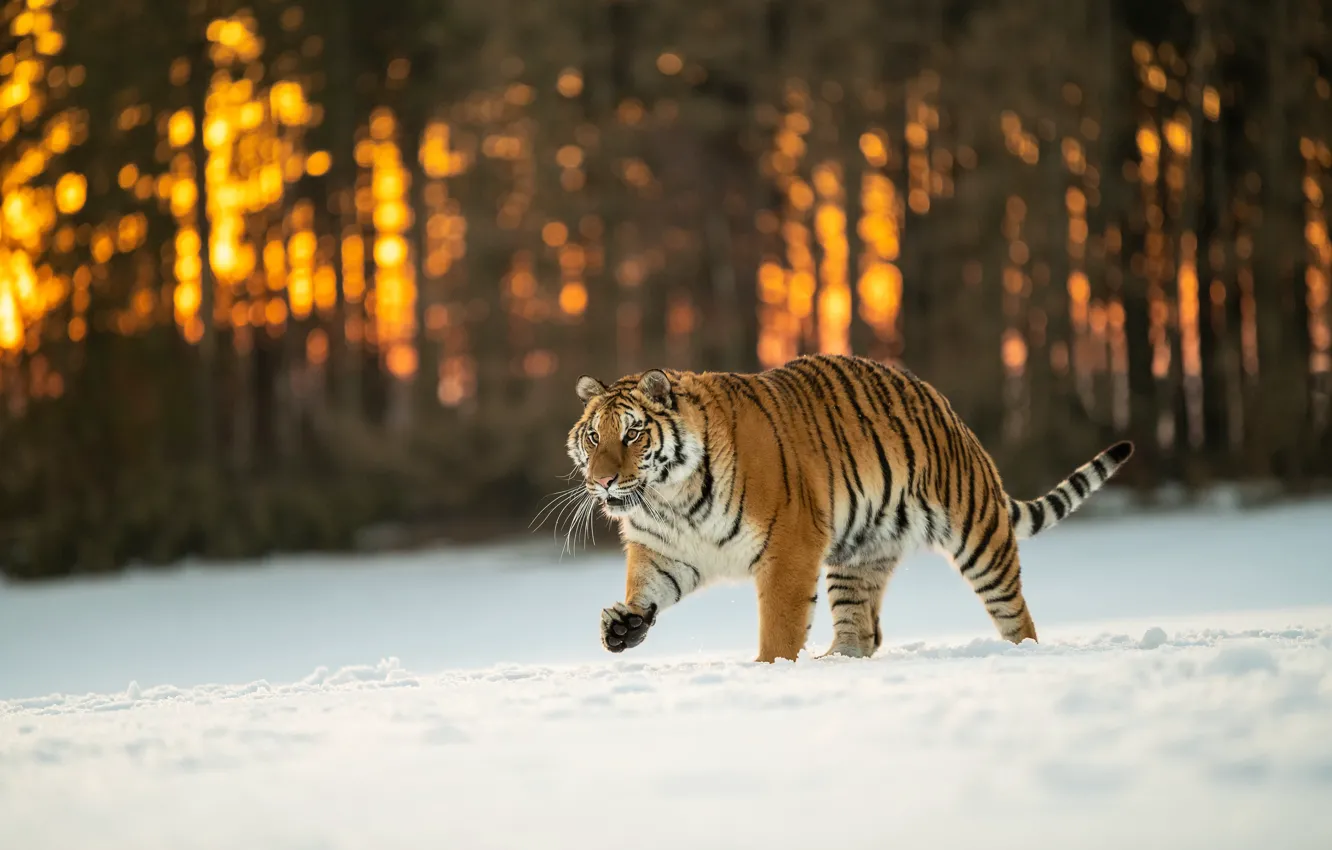 Photo wallpaper winter, forest, cat, the sun, snow, trees, sunset, nature