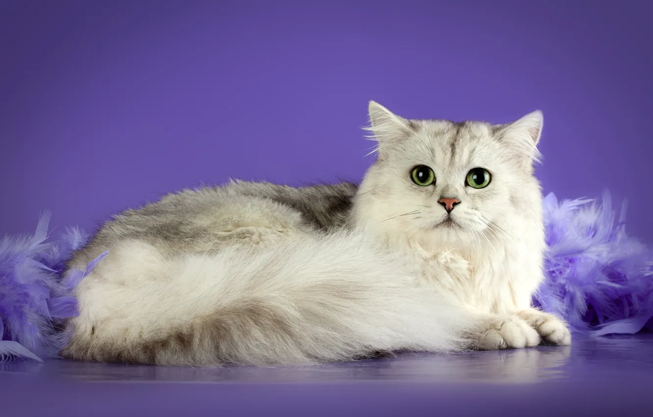 Photo wallpaper cat, cat, lies, British, lilac background, chinchilla, silver chinchilla
