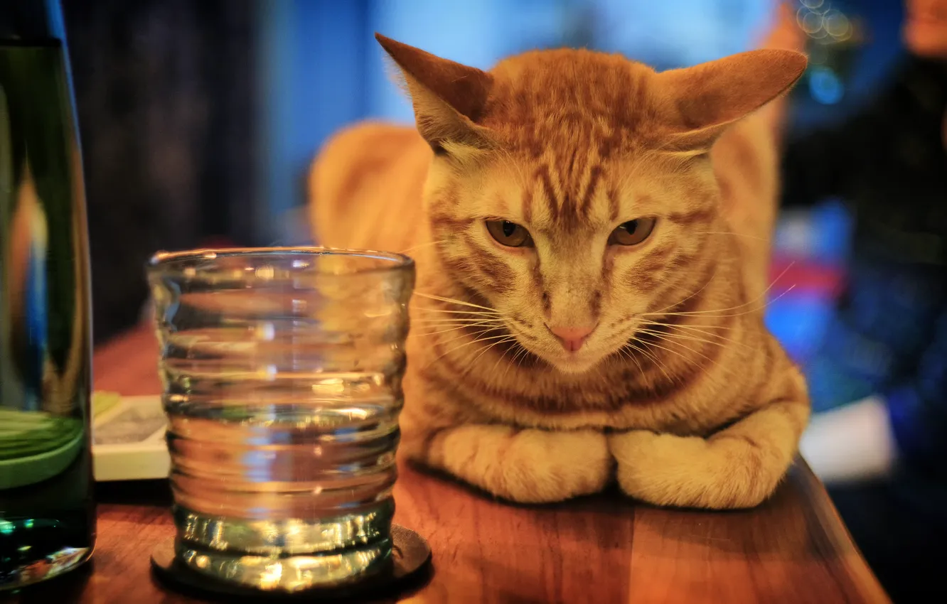 Photo wallpaper cat, cat, look, face, glass, pose, table, background