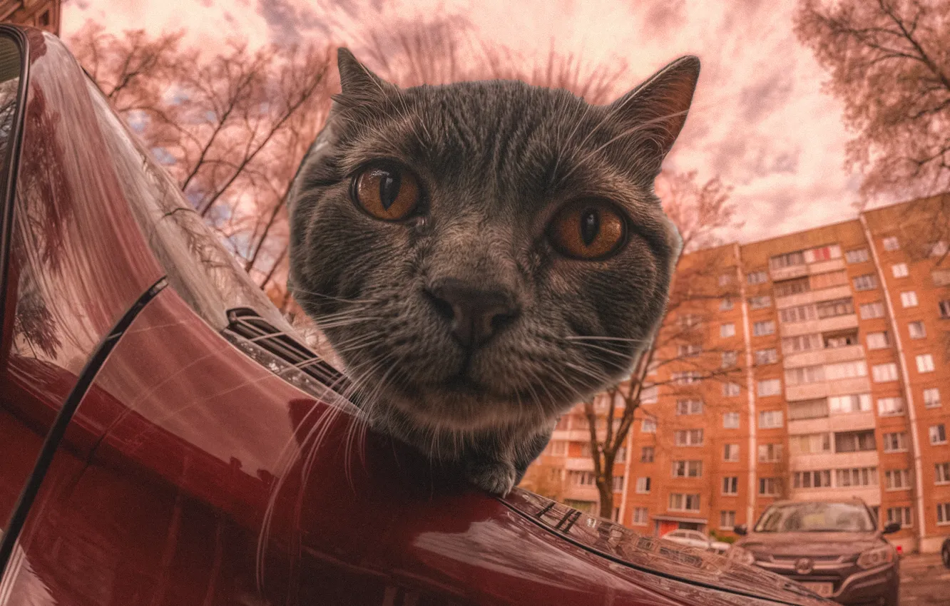Photo wallpaper colors, eyes, cat, look, vehicle, lens flare