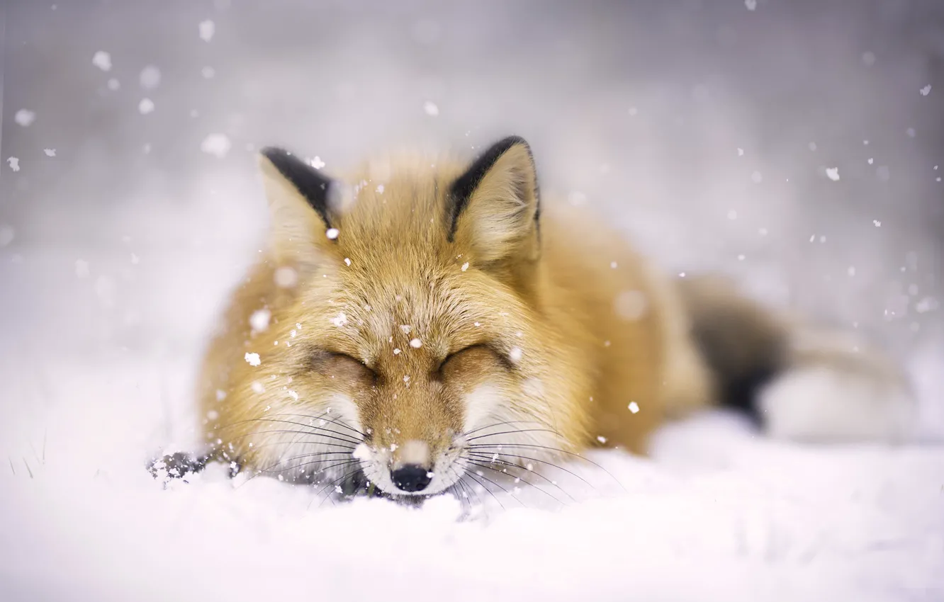 Photo wallpaper winter, face, snow, Fox, red