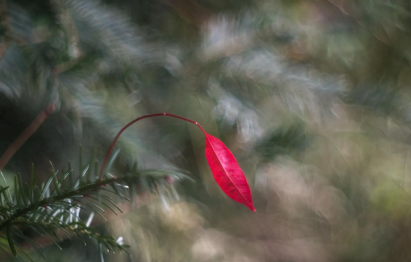 Photo wallpaper leaves, red, leaf, bokeh