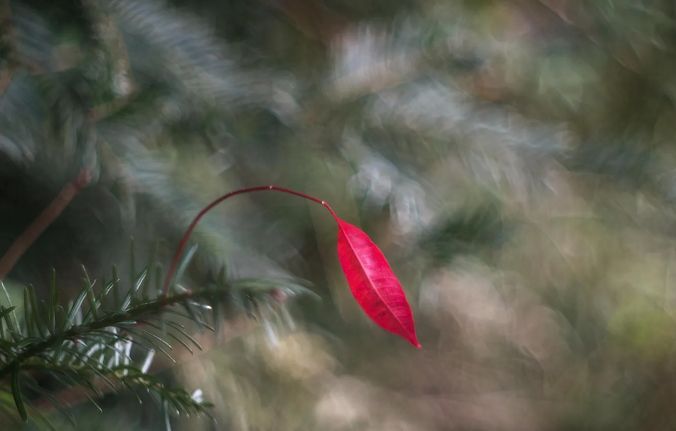 Photo wallpaper red, sheet, leaf, bokeh