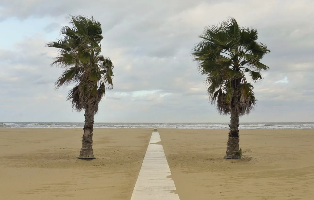 Photo wallpaper sea, beach, trees, shore