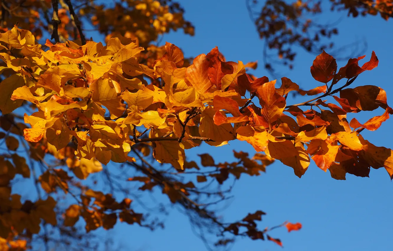 Photo wallpaper autumn, the sky, leaves, branches, blue, foliage, yellow, autumn leaves