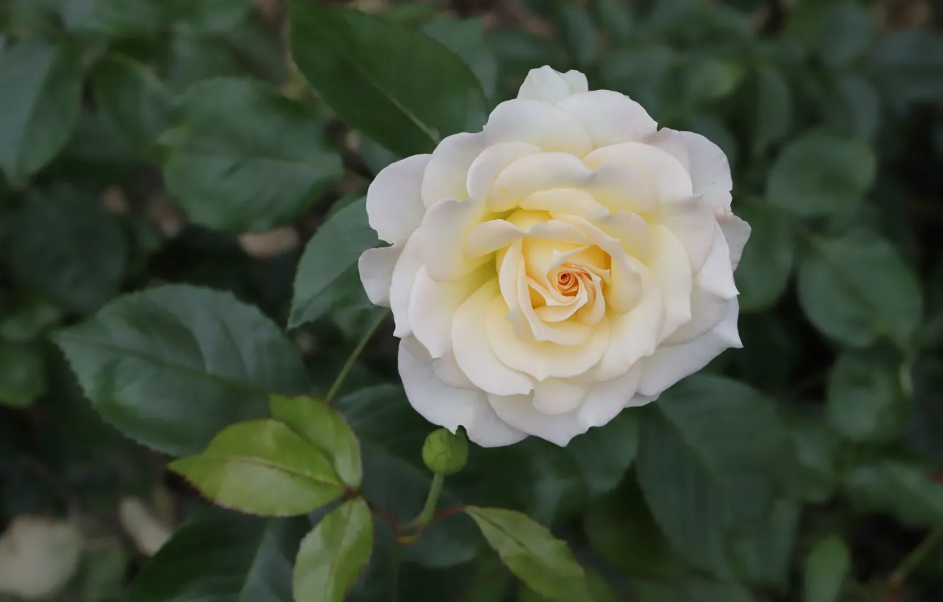 Photo wallpaper white, leaves, roses