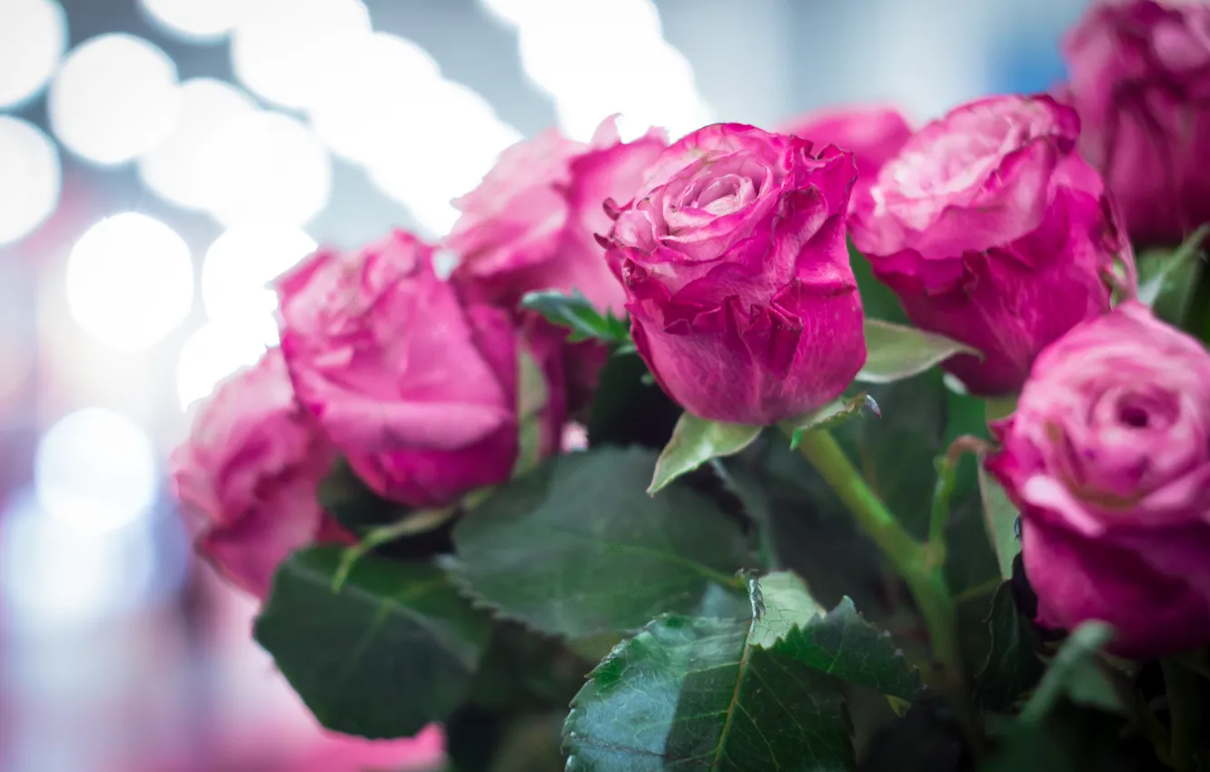 Photo wallpaper flowers, bokeh, pink roses