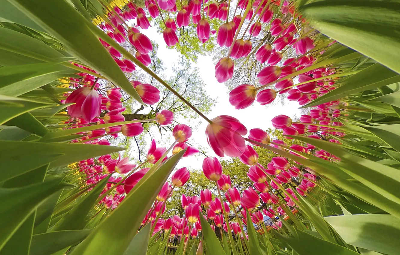 Photo wallpaper greens, the sky, leaves, light, circles, flowers, yellow, Park