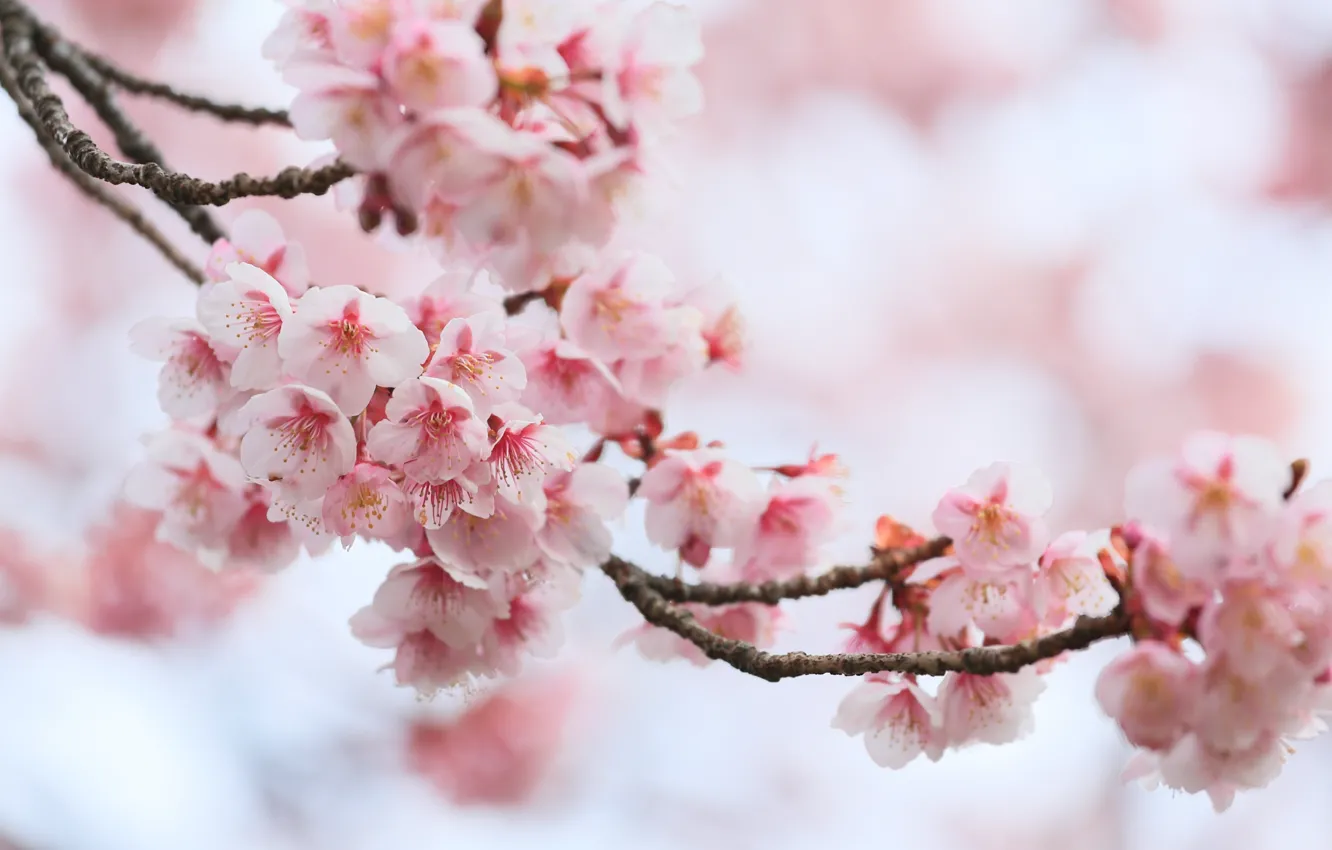 Photo wallpaper macro, cherry, branch, spring, Sakura