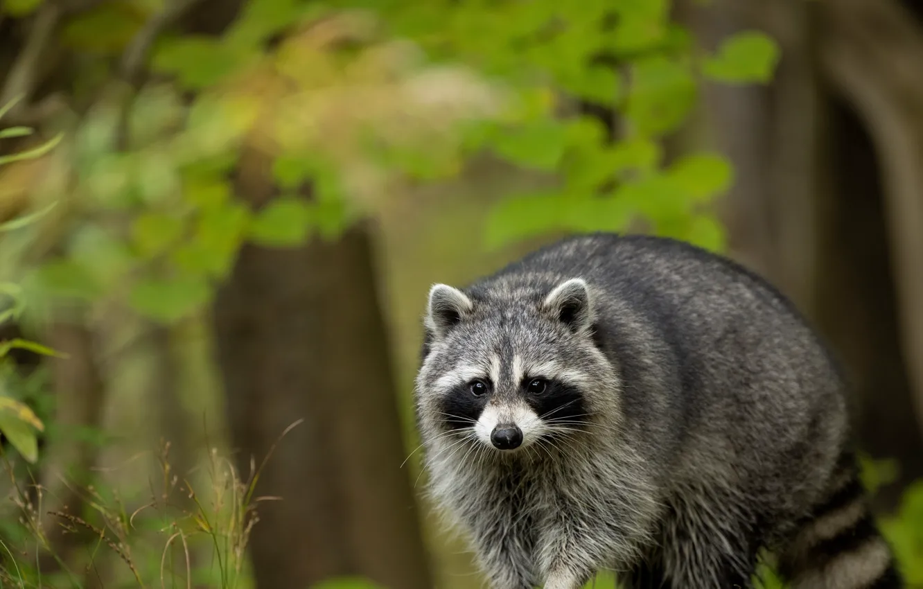 Photo wallpaper look, trees, raccoon, face