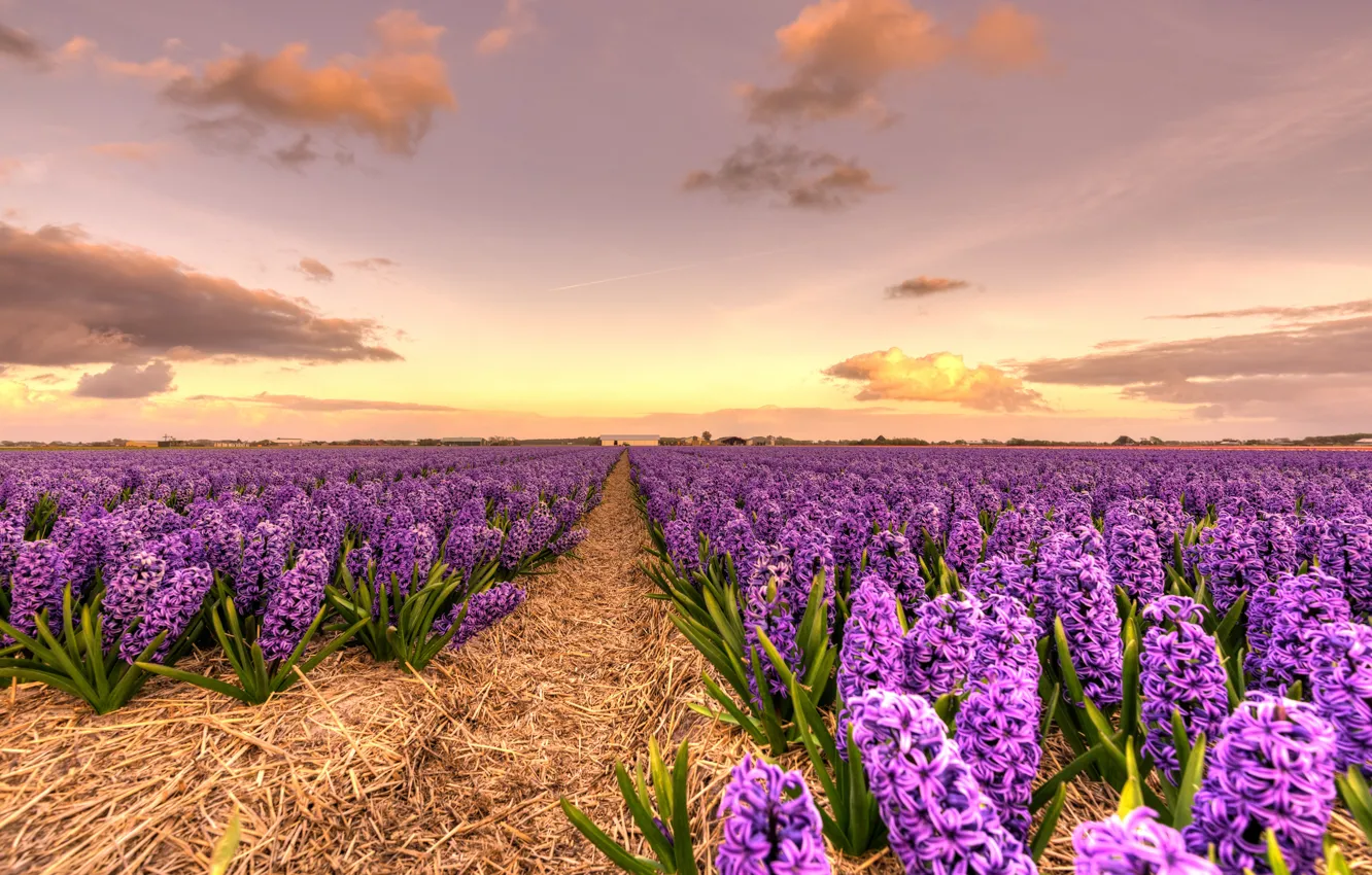 Photo wallpaper field, the sky, clouds, flowers, beauty, spring, the evening, horizon