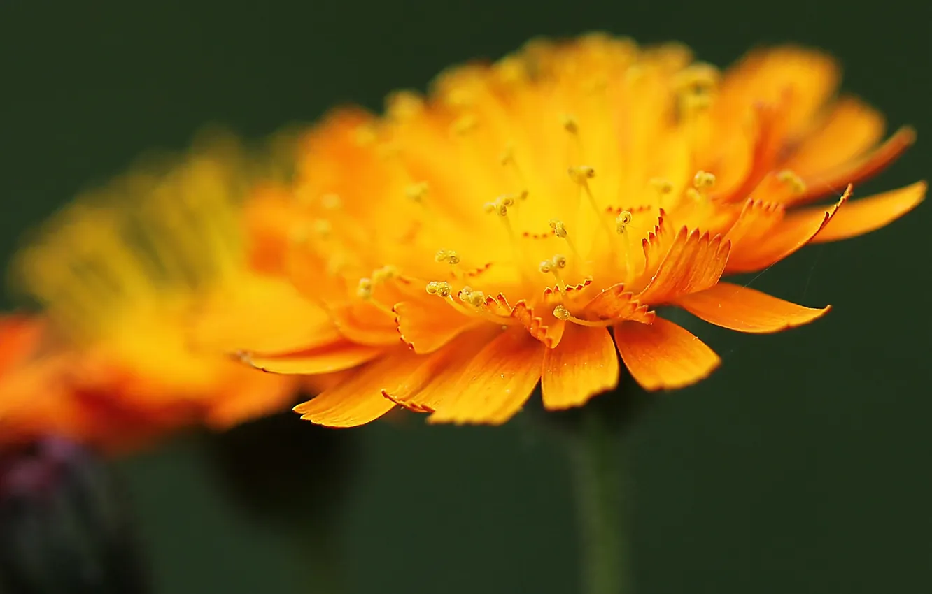 Photo wallpaper flower, yellow, petals, blur, stamens