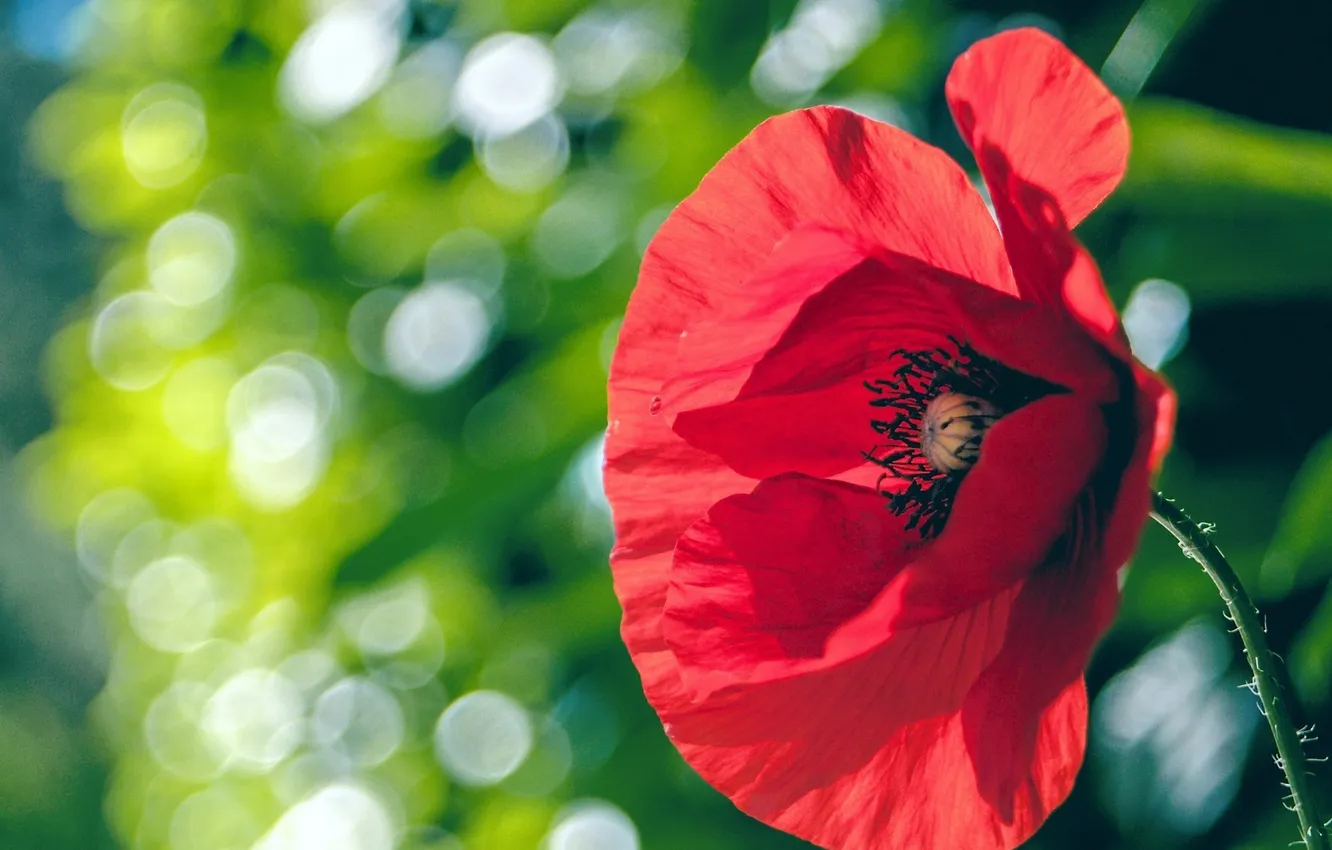 Photo wallpaper flowers, red, Mac, petals