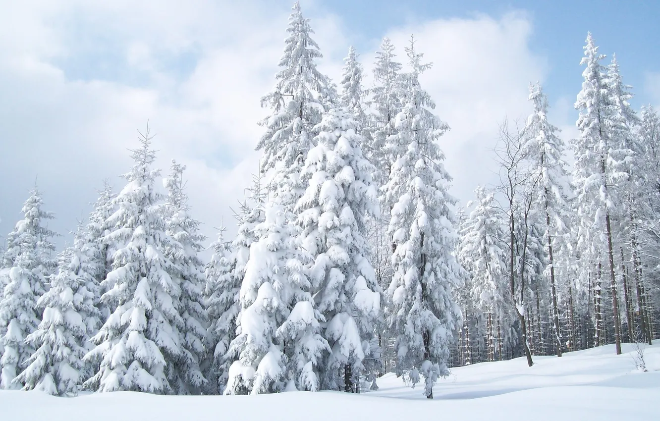 Photo wallpaper winter, the sky, snow, nature, Wallpaper, tree