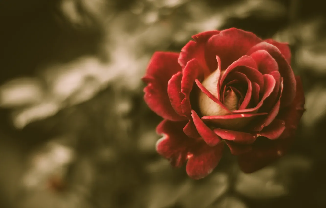 Photo wallpaper rose, vintage, flower