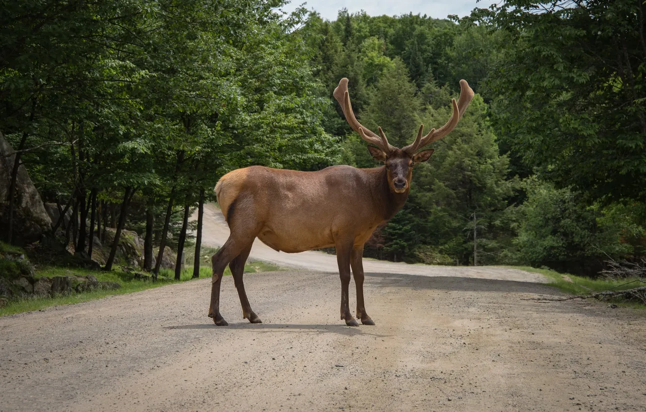 Photo wallpaper animal, deer, wildlife