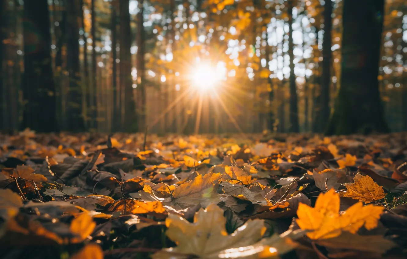 Photo wallpaper autumn, forest, the sun, rays, light, trees, nature, Park
