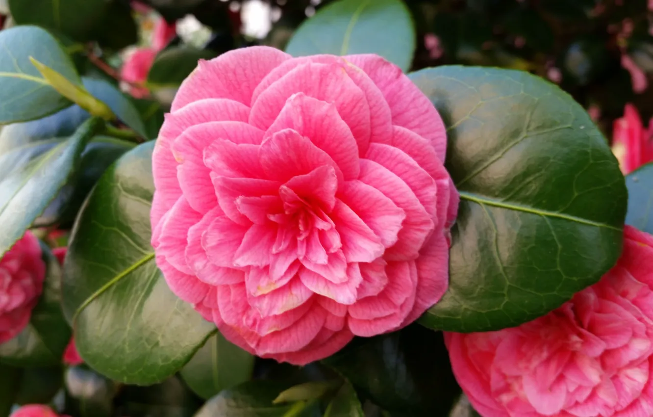 Photo wallpaper summer, leaves, flowers, flowering, the bushes, Camellia