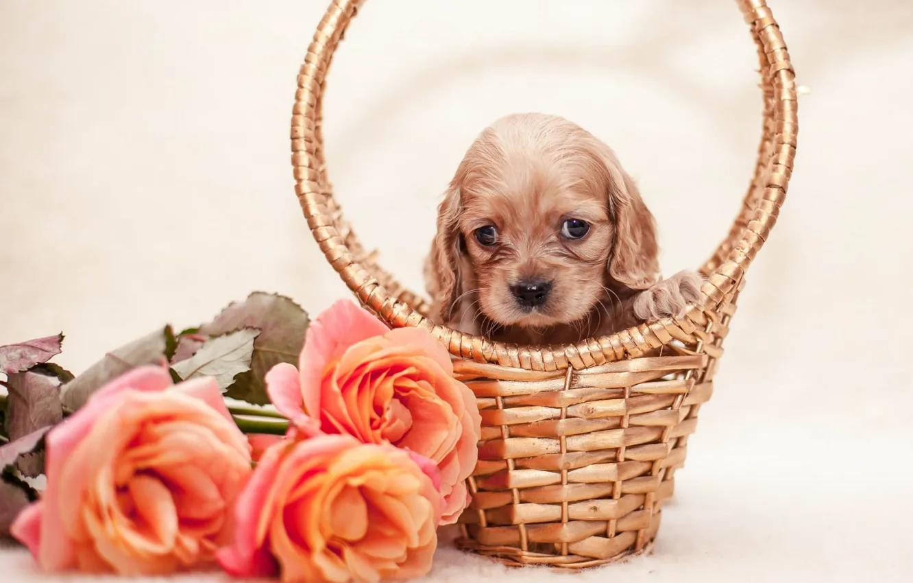 Photo wallpaper flowers, basket, roses, puppy, puppy, flowers, roses, basket