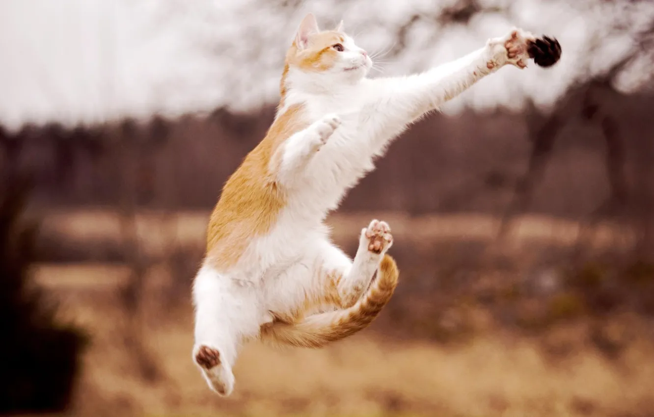 Photo wallpaper cat, jump, paws, white, red, bump