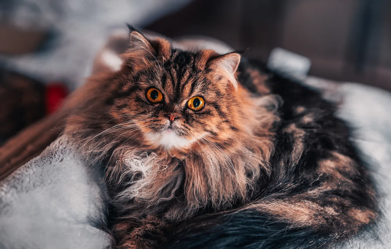 Photo wallpaper cat, cat, look, pose, fluffy, lies, face, striped