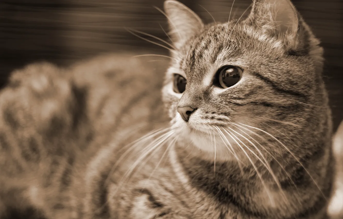 Photo wallpaper cat, Sepia, Kote