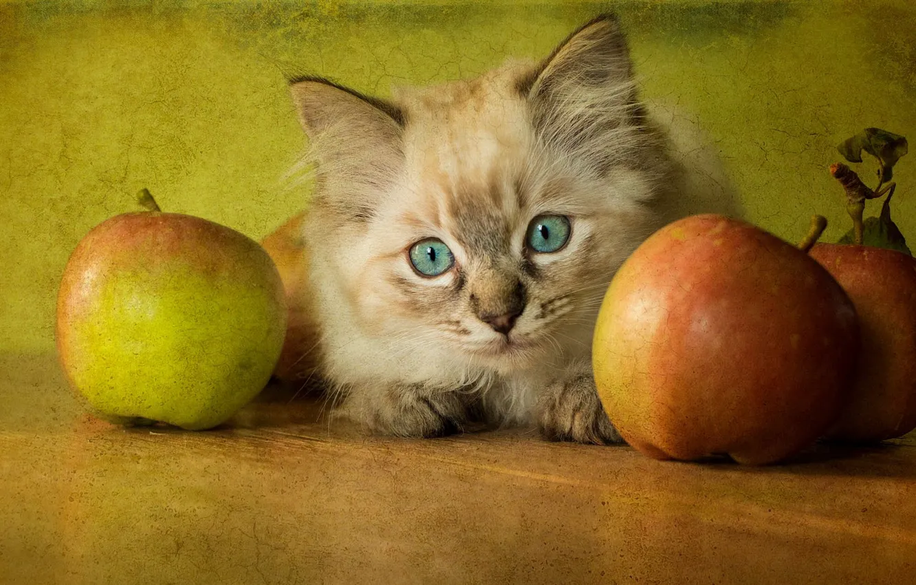 Photo wallpaper cat, retro, kitty, table, background, apples, treatment, fluffy