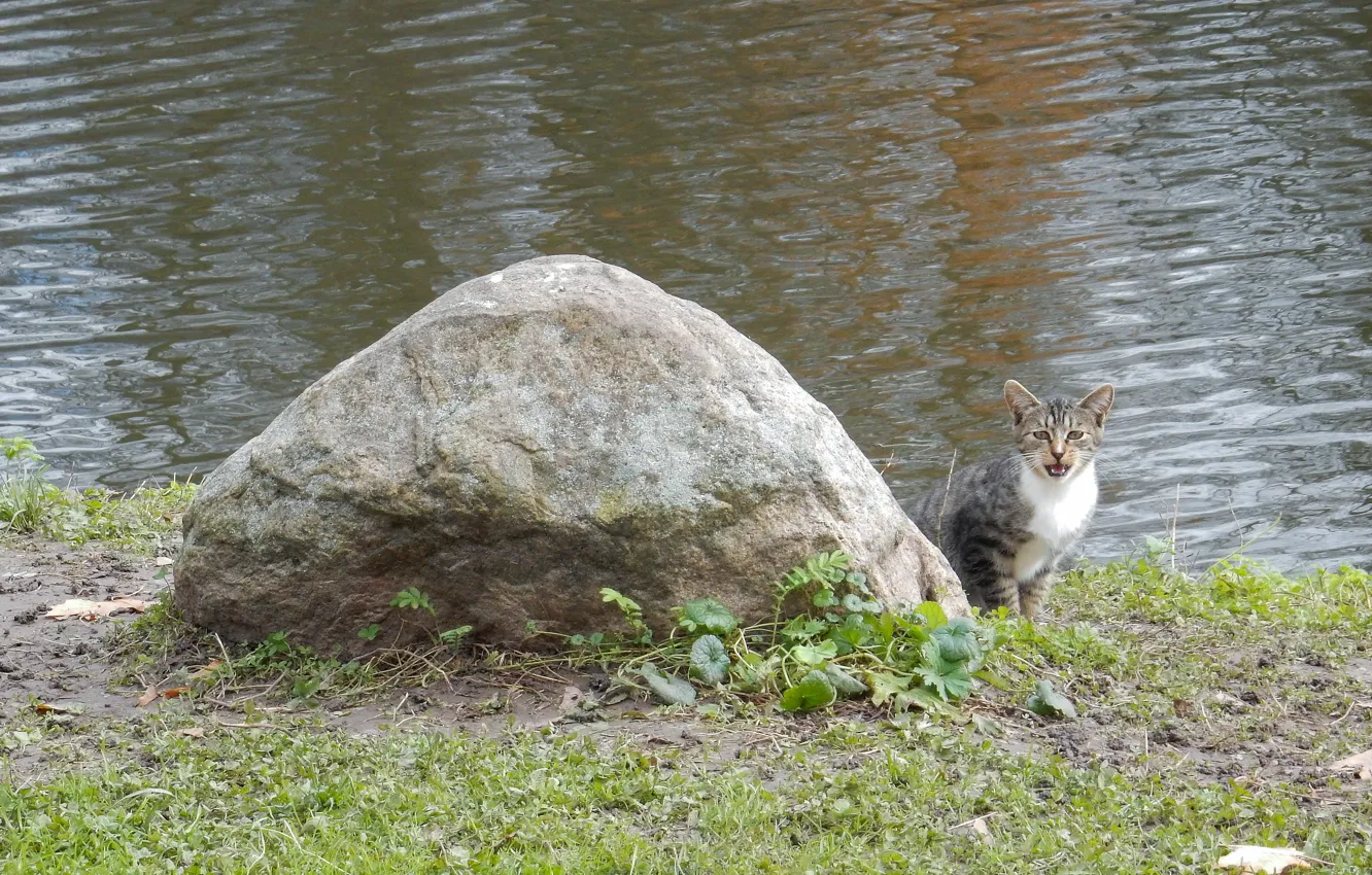 Photo wallpaper cat, cat, trees, lake, pond, river, stones, widescreen