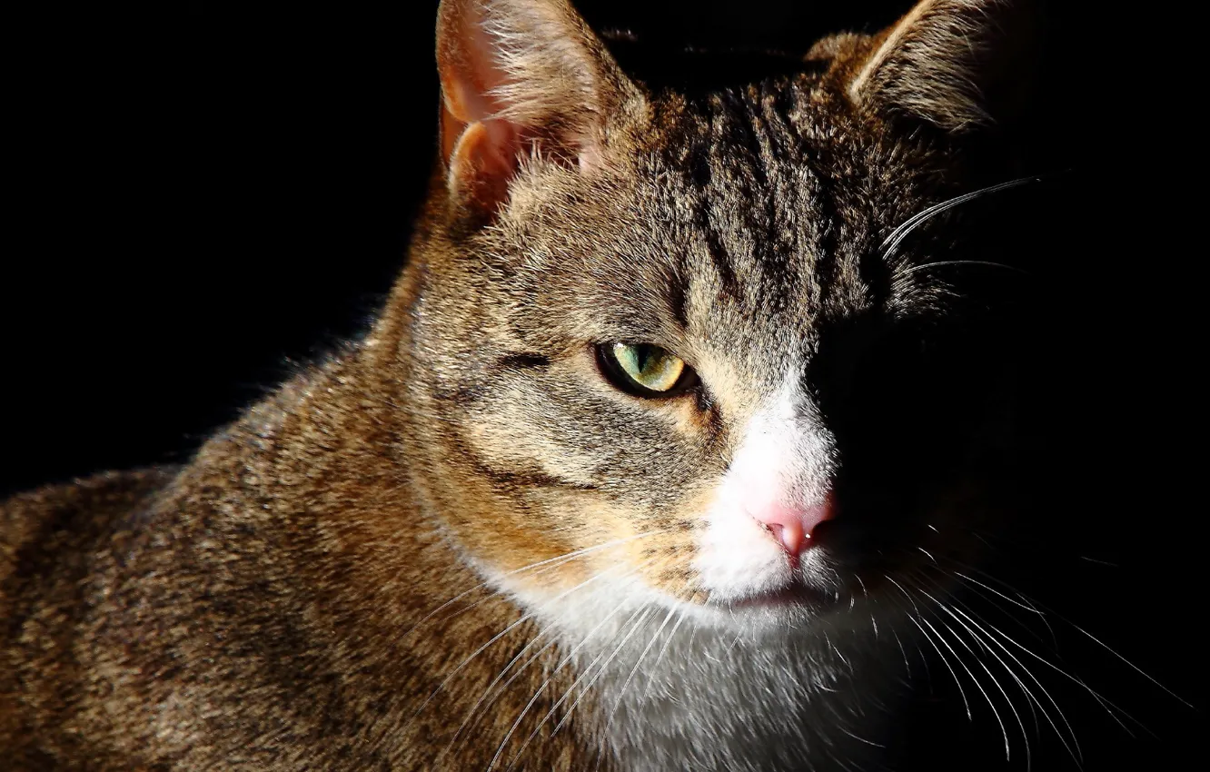 Photo wallpaper cat, grey, background, portrait, striped