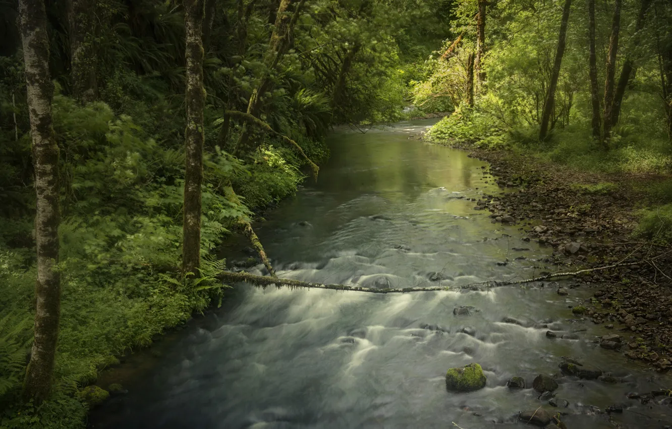 Photo wallpaper forest, trees, river, river
