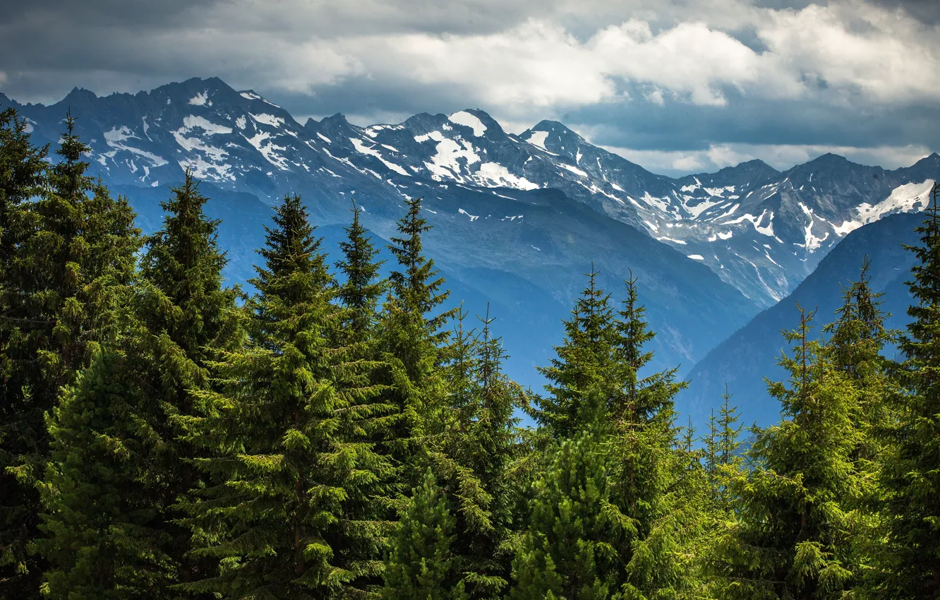 Photo wallpaper forest, clouds, snow, mountains, tops, view, tree, height