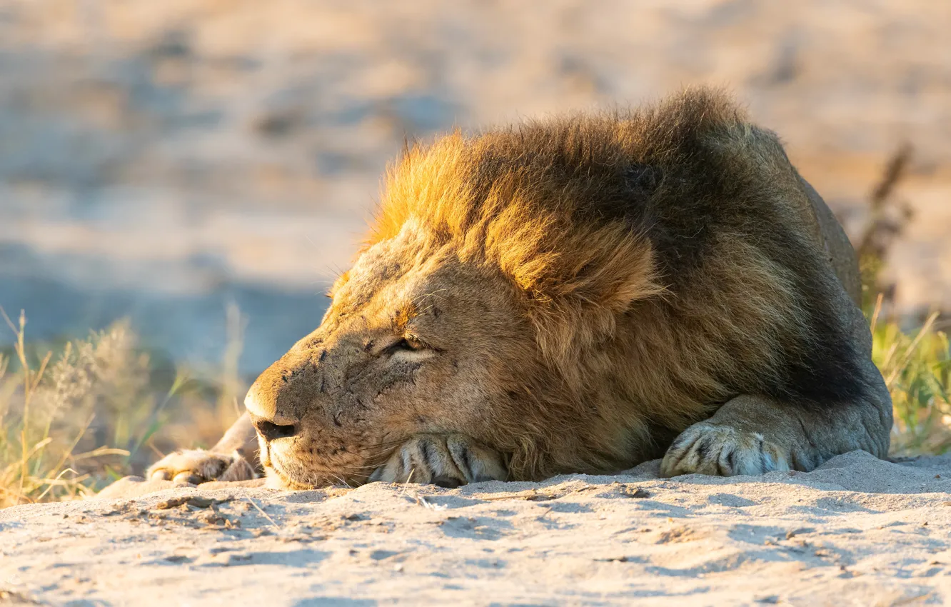 Photo wallpaper sand, face, stay, Leo, paws, mane, lies