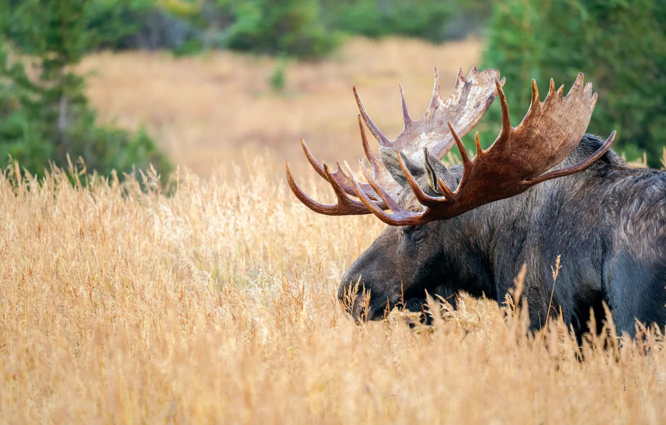 Photo wallpaper field, grass, look, face, nature, portrait, spikelets, horns