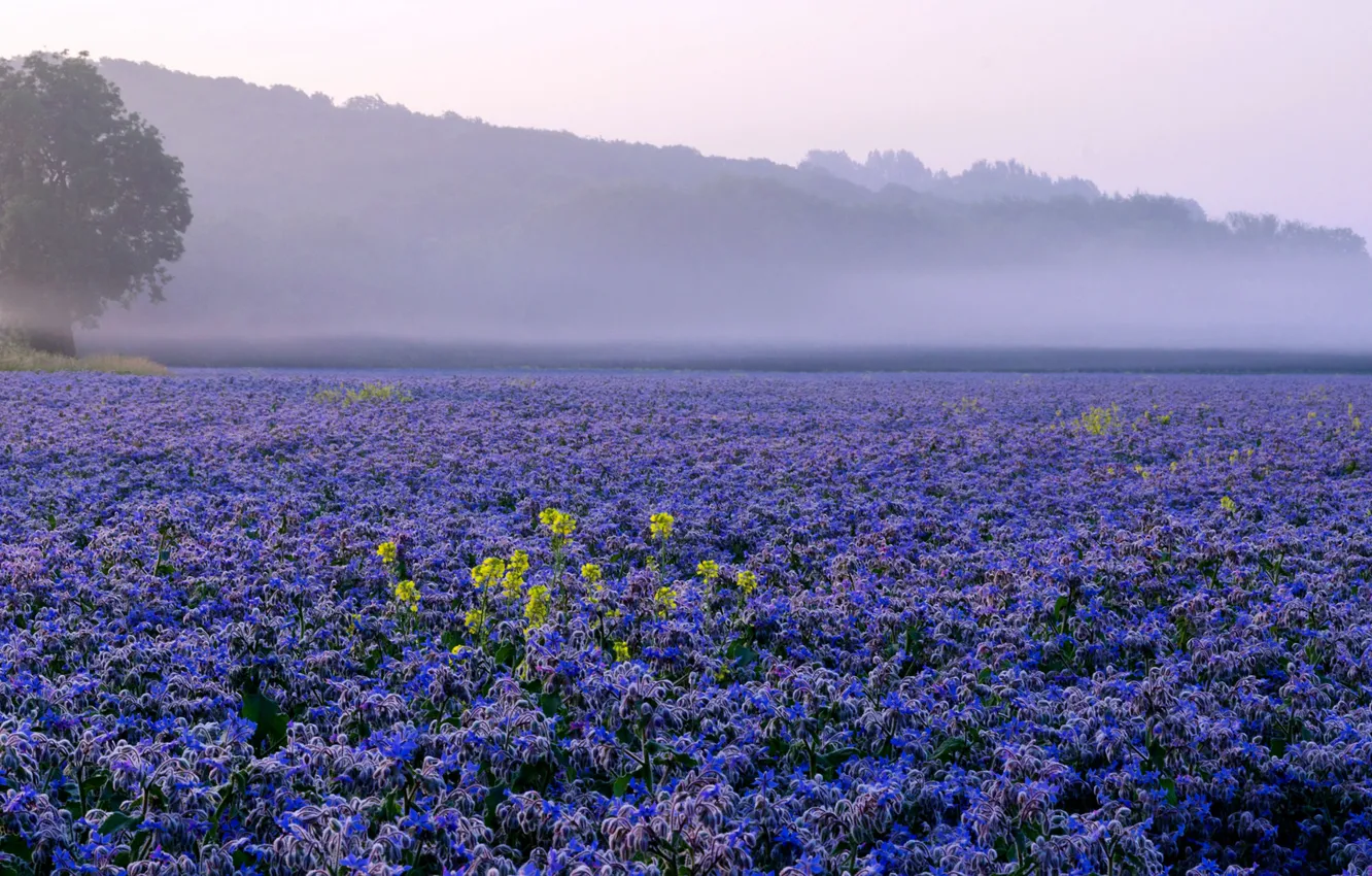 Photo wallpaper field, the sky, trees, flowers, fog, hills, plantation