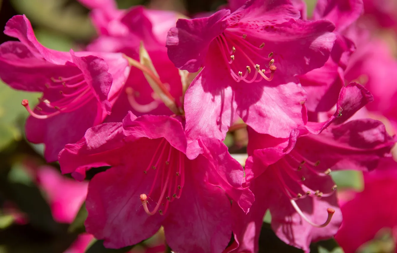 Photo wallpaper Wallpaper, closeup, rhododendrons