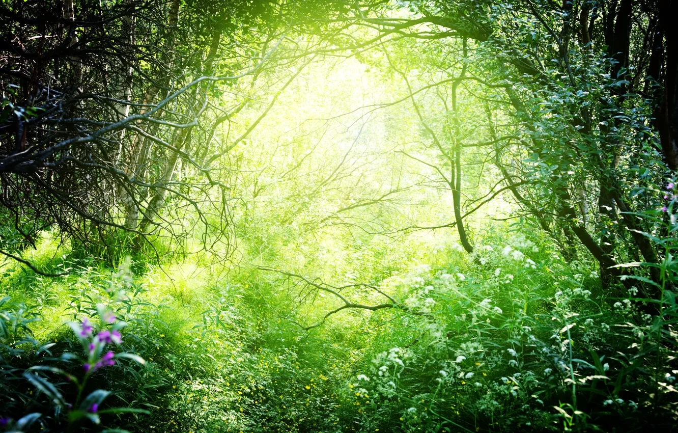 Photo wallpaper greens, forest, grass, the sun, trees, branches, nature, the bushes