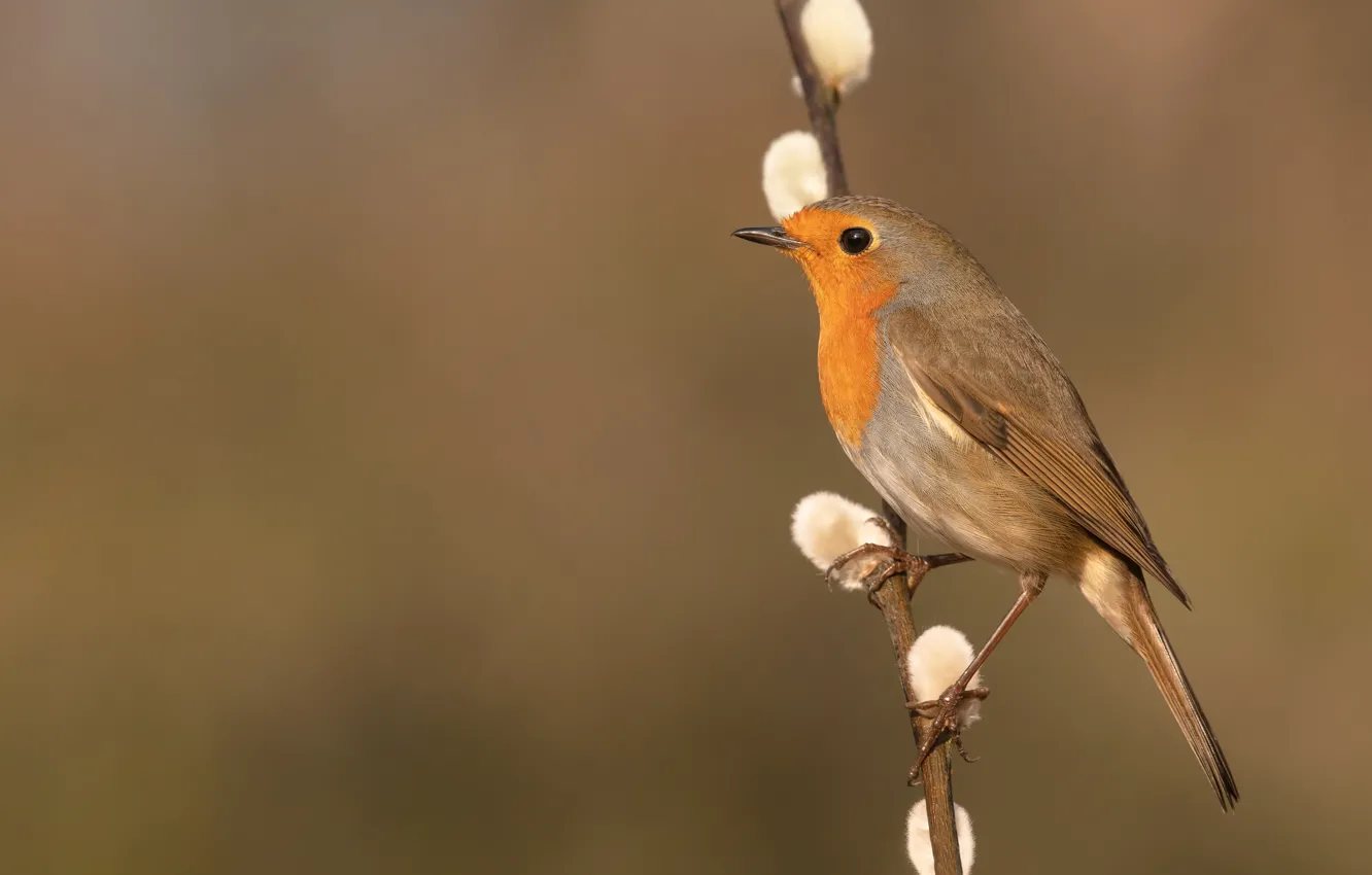 Photo wallpaper branches, background, bird, Verba, Robin