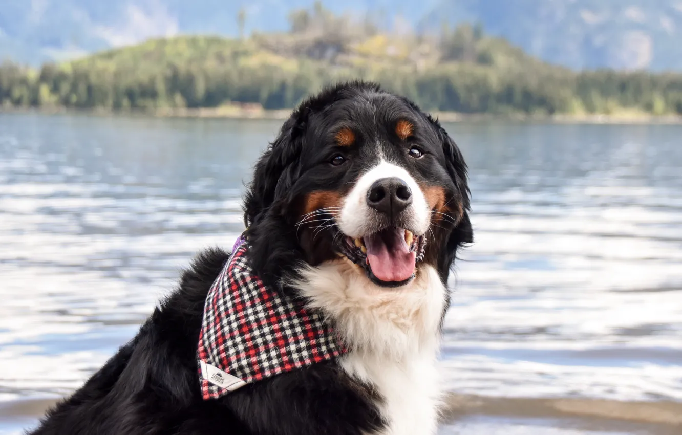 Photo wallpaper language, look, pose, shore, dog, face, shawl, pond